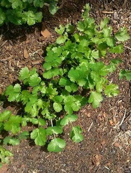 香菜种子怎么种植方法(在家里怎么种香菜)