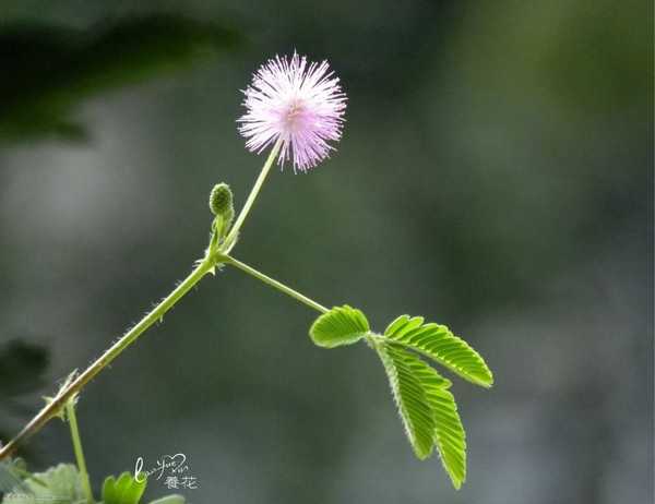 Photoshop通过黑场命令为含羞草花制作超酷的光影效果