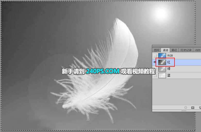 PS怎么抠羽毛？PS巧用通道工具快速抠出洁白的羽毛教程